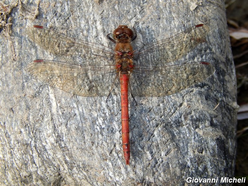 Serie di Libellulidae del Parco del Ticino